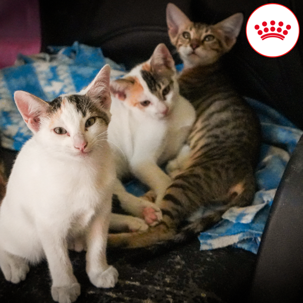 TNR Cat Magnet - Tipped-Ear Flair Word Magnet For Car Or Office | Show Your Love For Cats